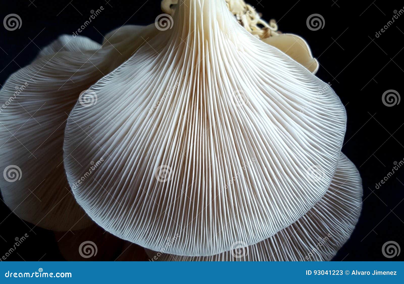 Oyster Mushrooms stock image. Image of mushrooms, gills 93041223