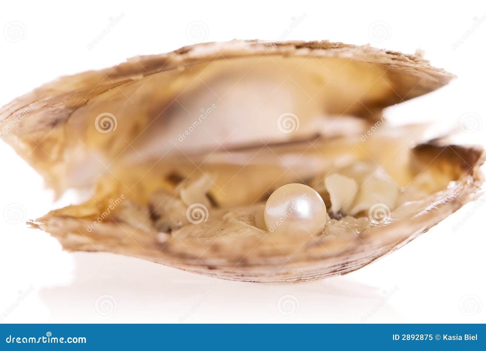 Oyster Pearl stock image. Image of macro, pearl, clipped - 2892875