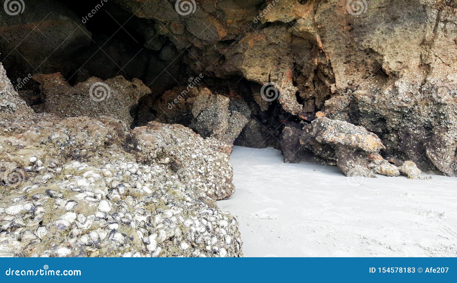 Oyster Shell on Rock Beach Sea Cave Stock Image Image of cave
