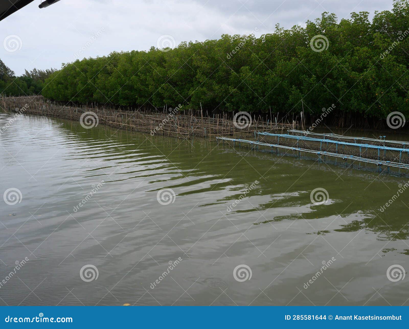 oyster shellfish farm in sea with mangrove forest in background