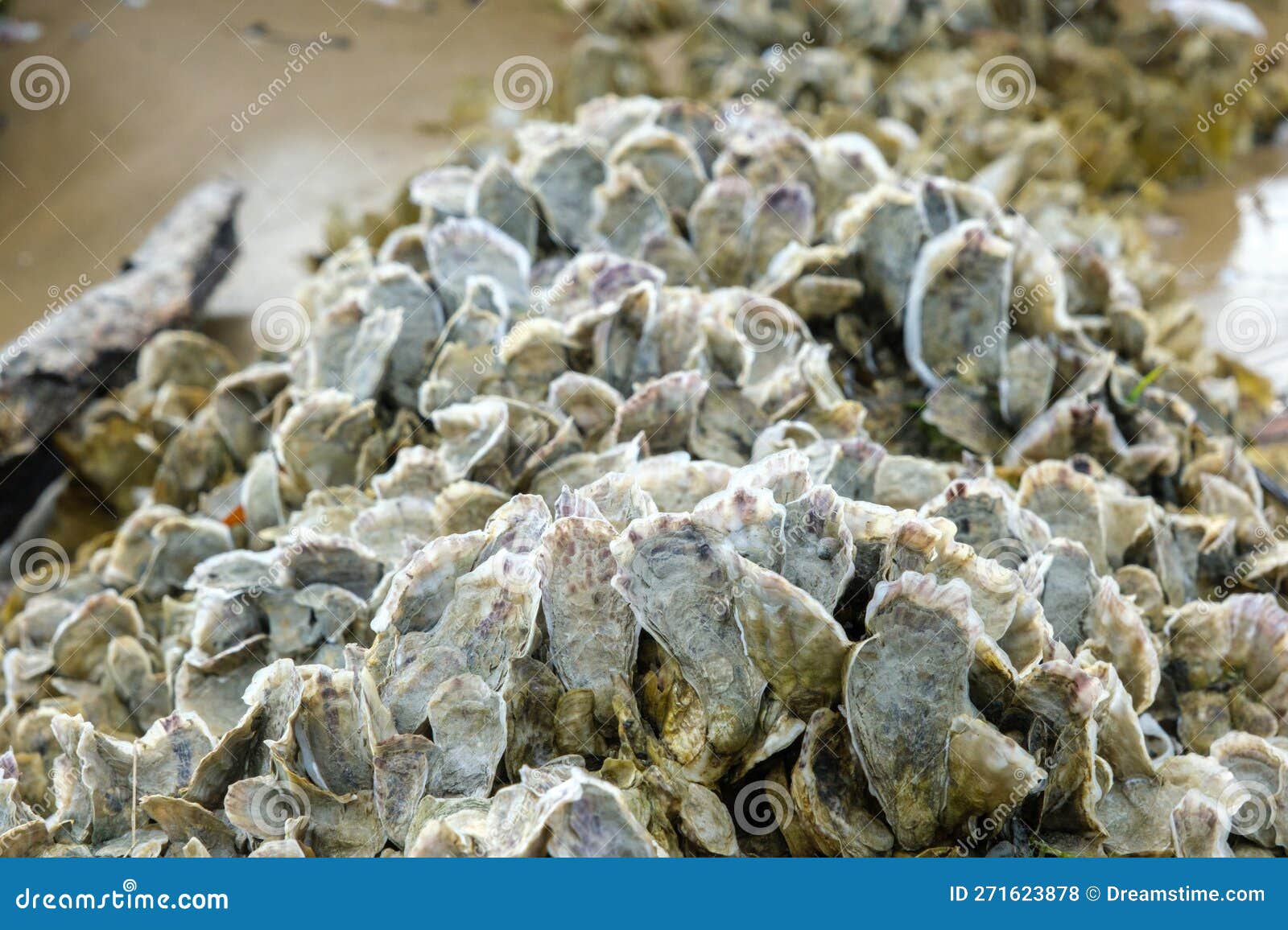 Oyster Shells Attached To a Rock, Closeup with Selective Focus Stock