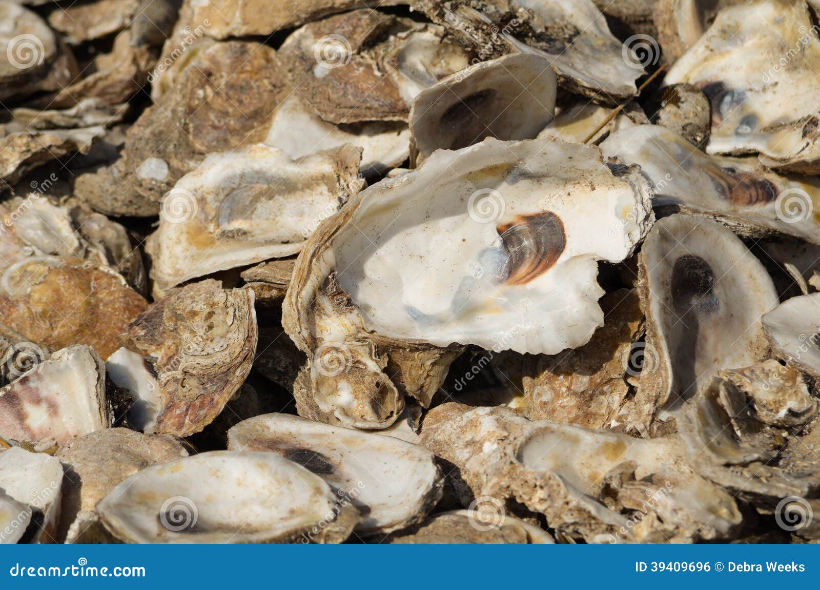 Oyster Shells stock photo. Image of oyster, ground, gulf 39409696