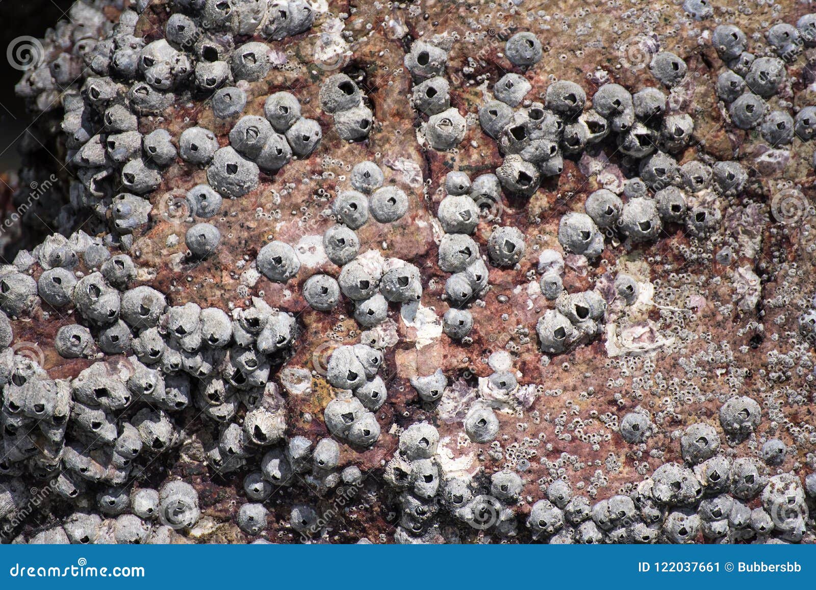 Oyster Shells on Rock by the Sea.Thailand. Stock Image Image of coast