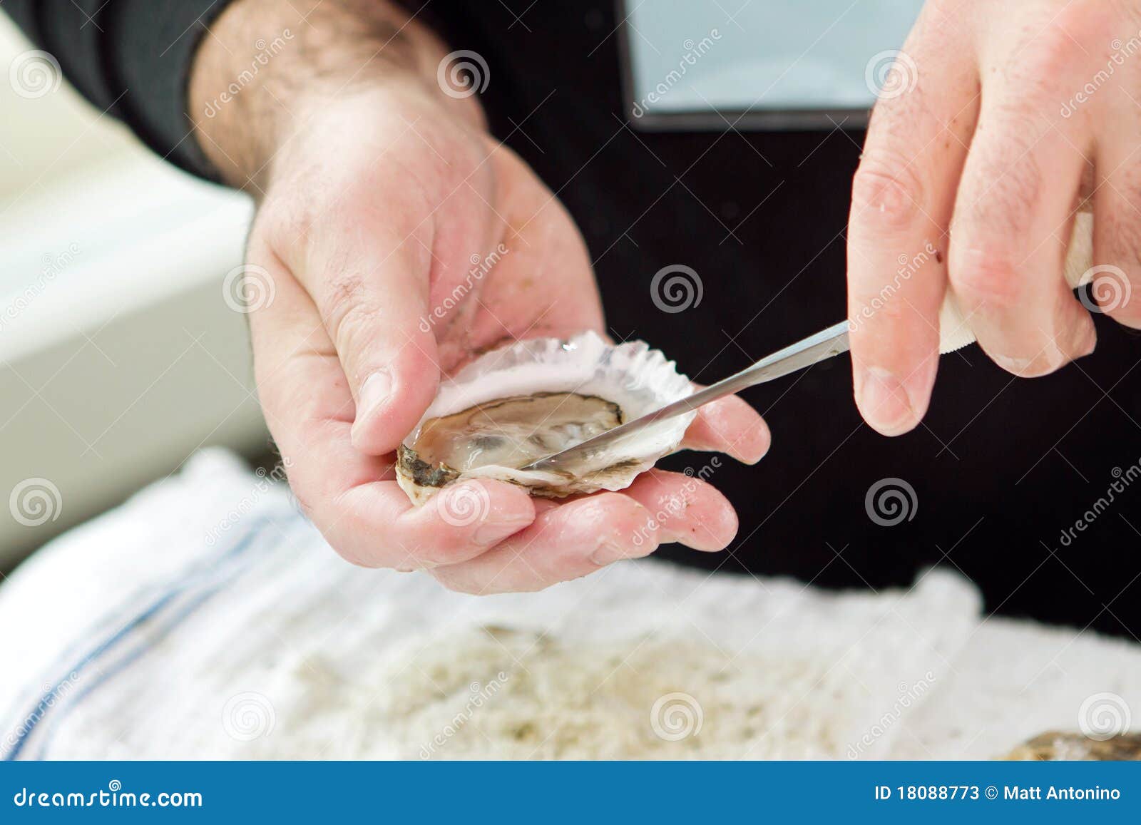 Oyster shucking stock image. Image of shucking, cuisine 18088773
