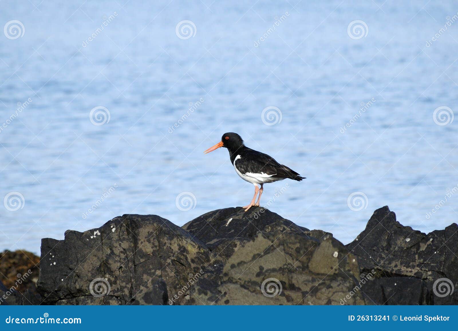 Oystercatcher. stock image. Image of iceland, alone, bird 26313241