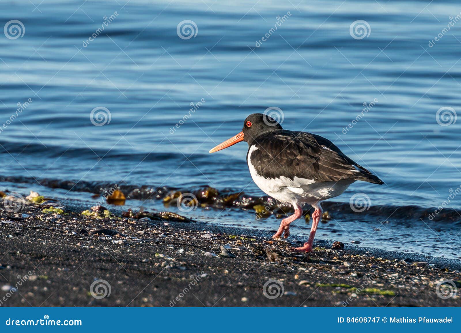 Oystercatcher in Iceland stock image. Image of black 84608747