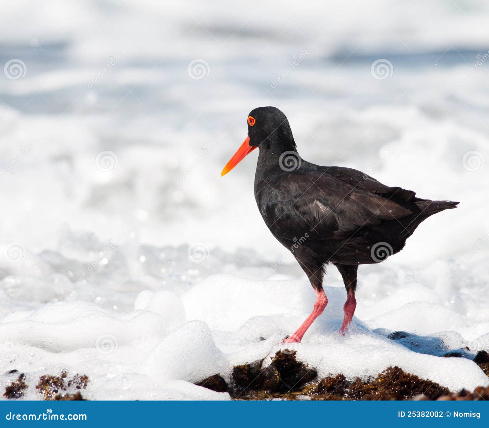 Oystercatcher on Muscle Covered Rock Stock Photo Image of bird, bill