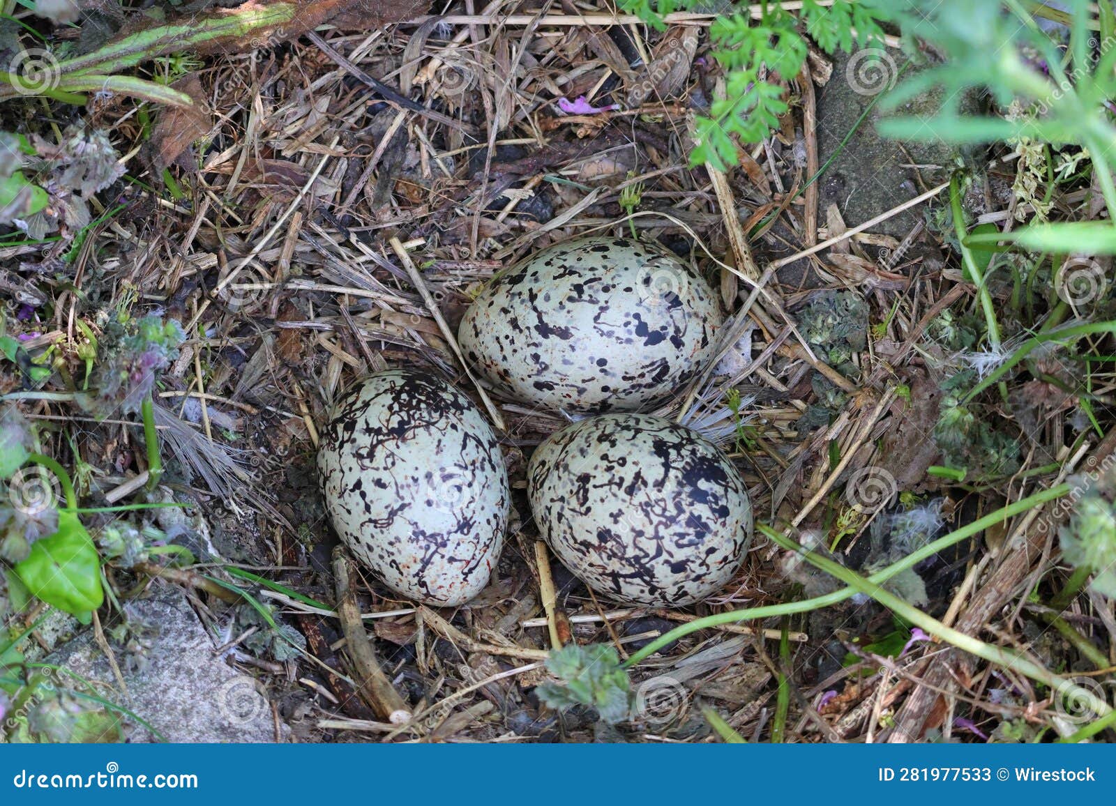 Oystercatcher Nest with Three Eggs Stock Image Image of ocean