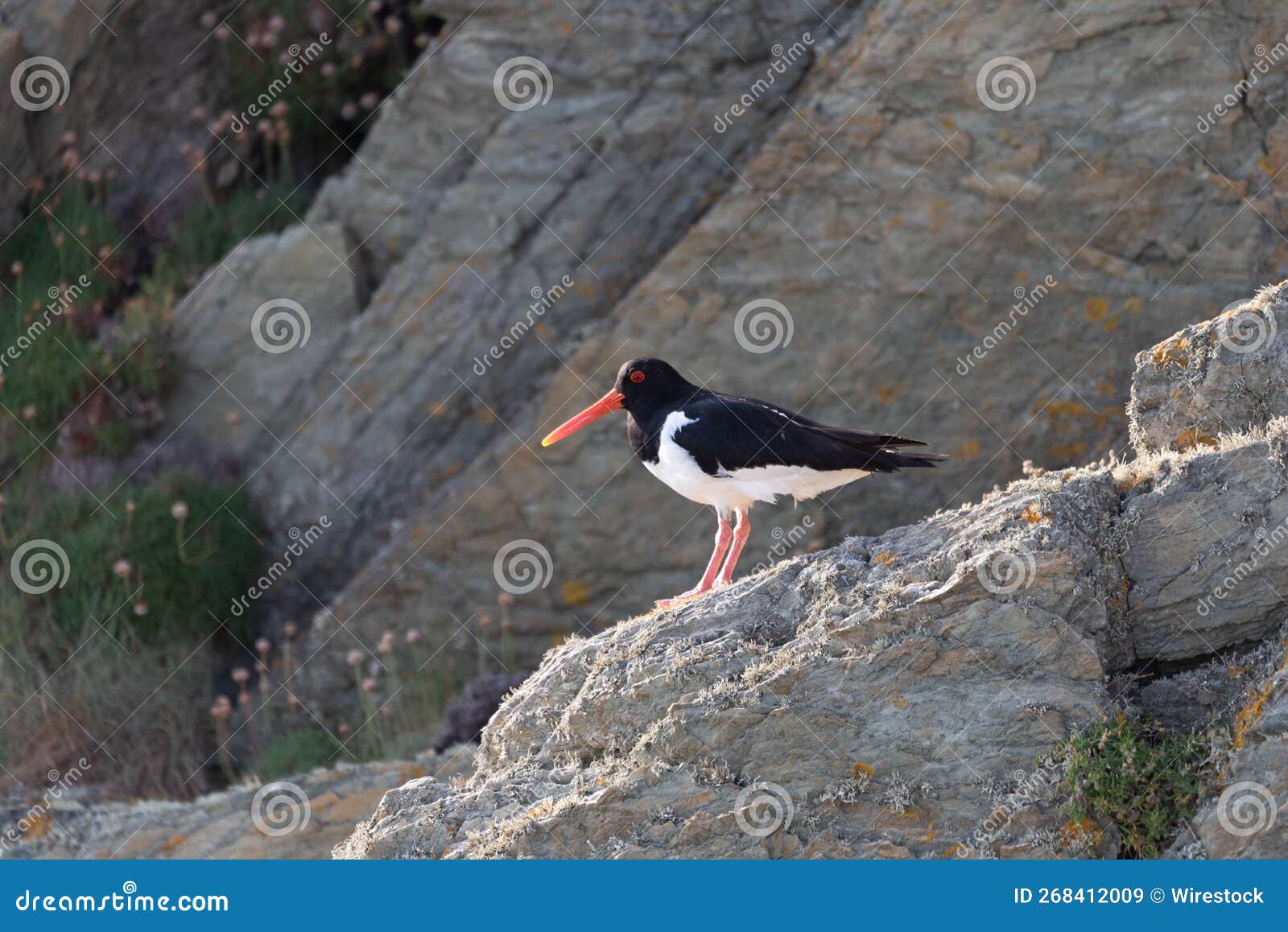 Oystercatcher Perching on Rock Stock Image Image of pied, stone