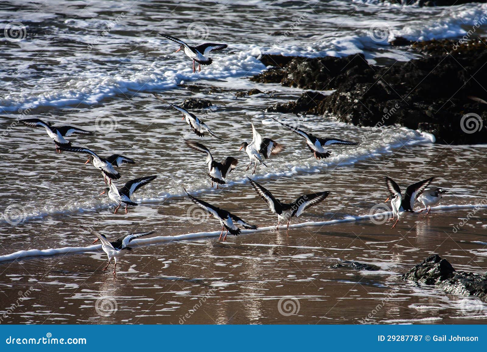 Oystercatchers stock image. Image of winter, oystercatcher 29287787
