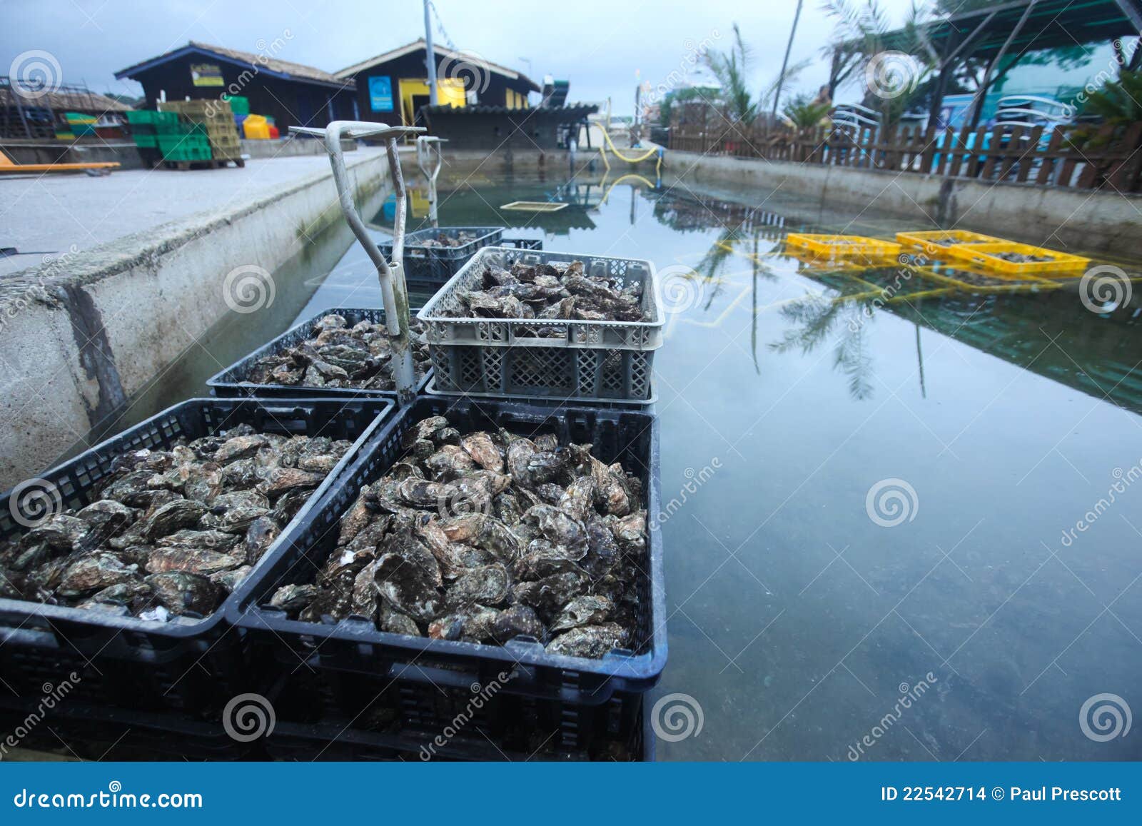 Oysters in baskets stock photo. Image of ostreiculture 22542714