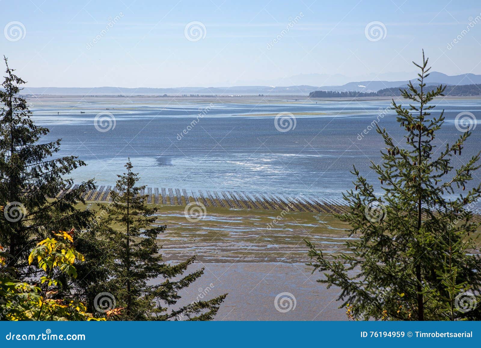 Oysters on the Bay stock image. Image of trees, nature 76194959
