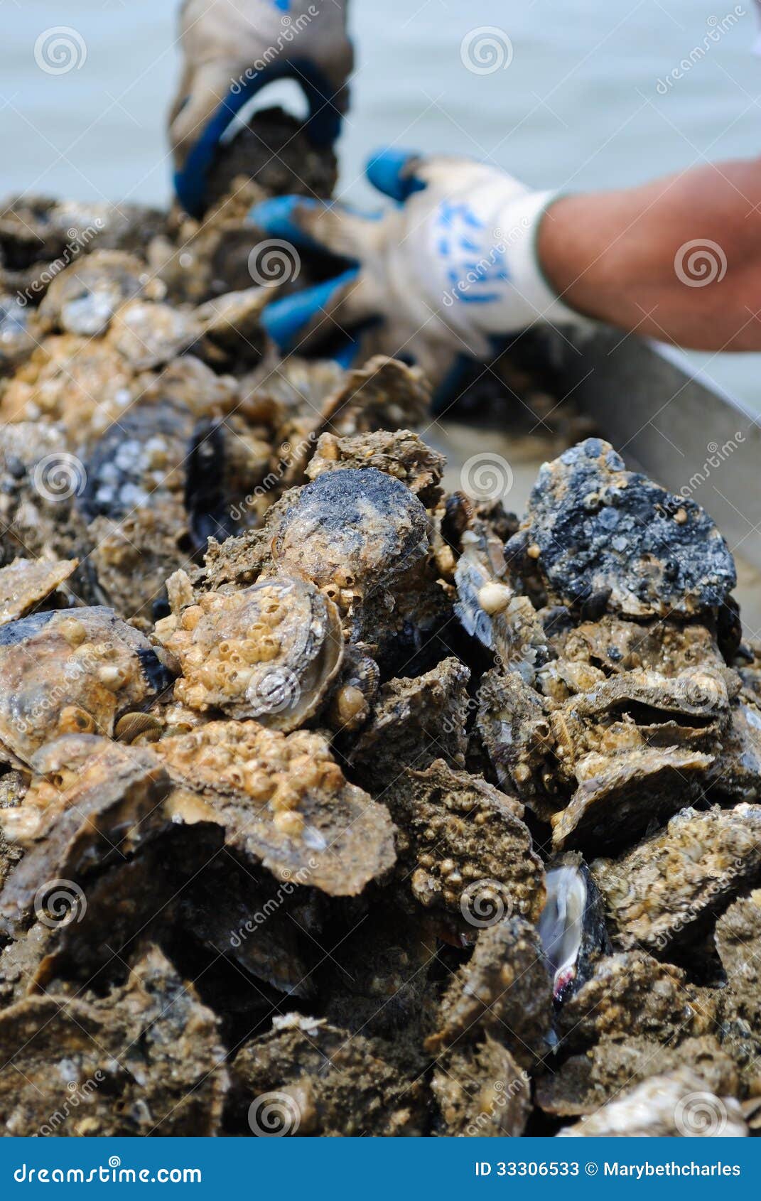 Oysters stock image. Image of delicacy, cuisine, antioxidant 33306533