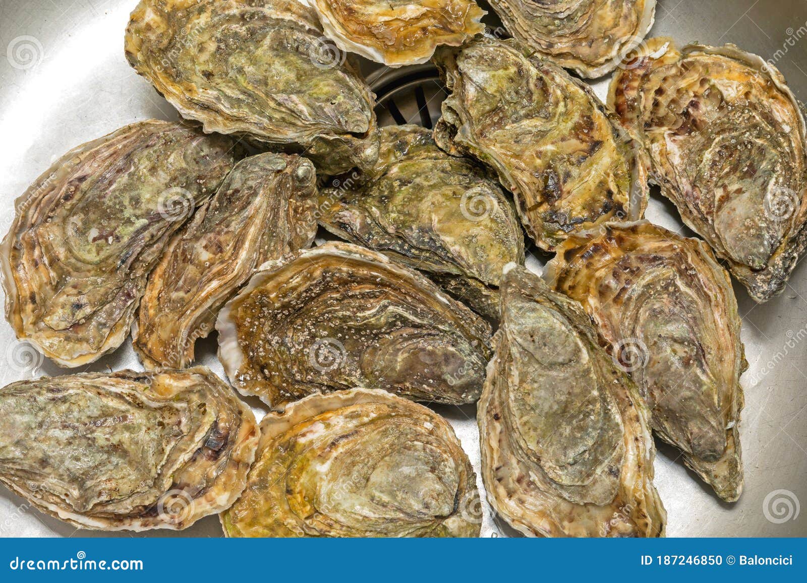 Oysters stock photo. Image of food, alive, live, edible 187246850