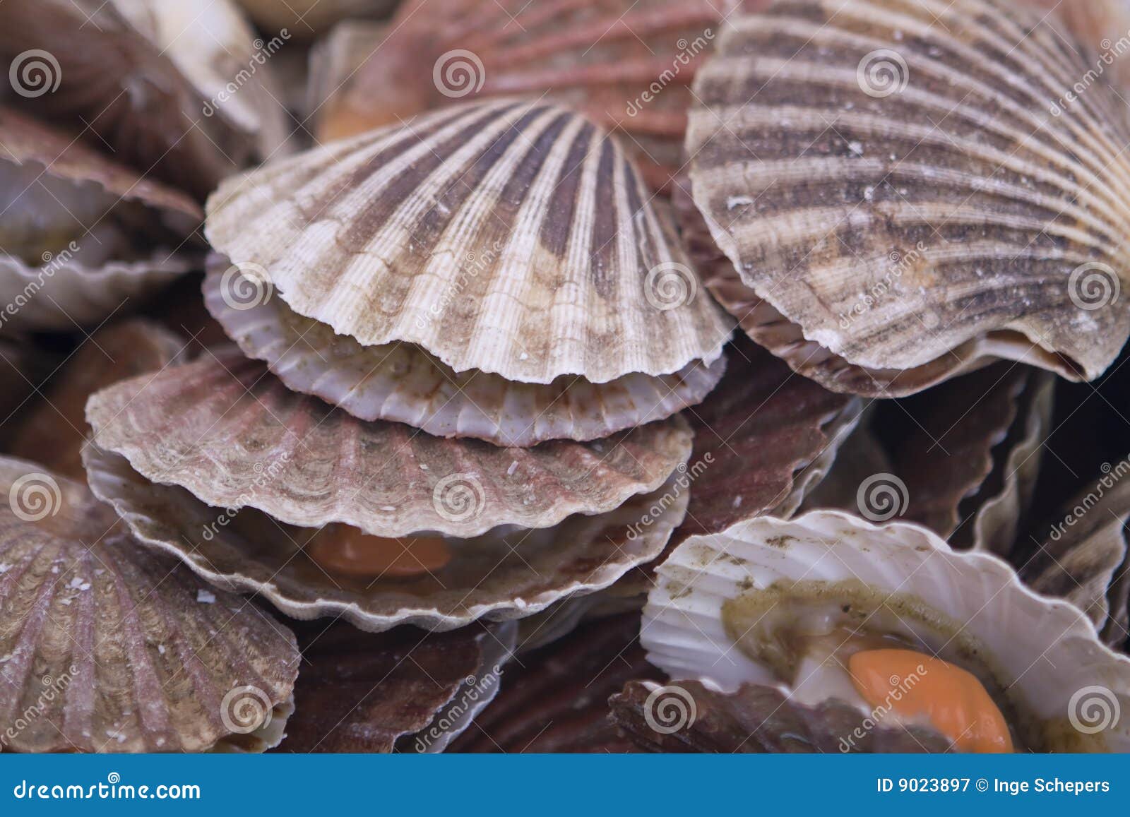 Oysters at the Fish Market stock image. Image of edible 9023897