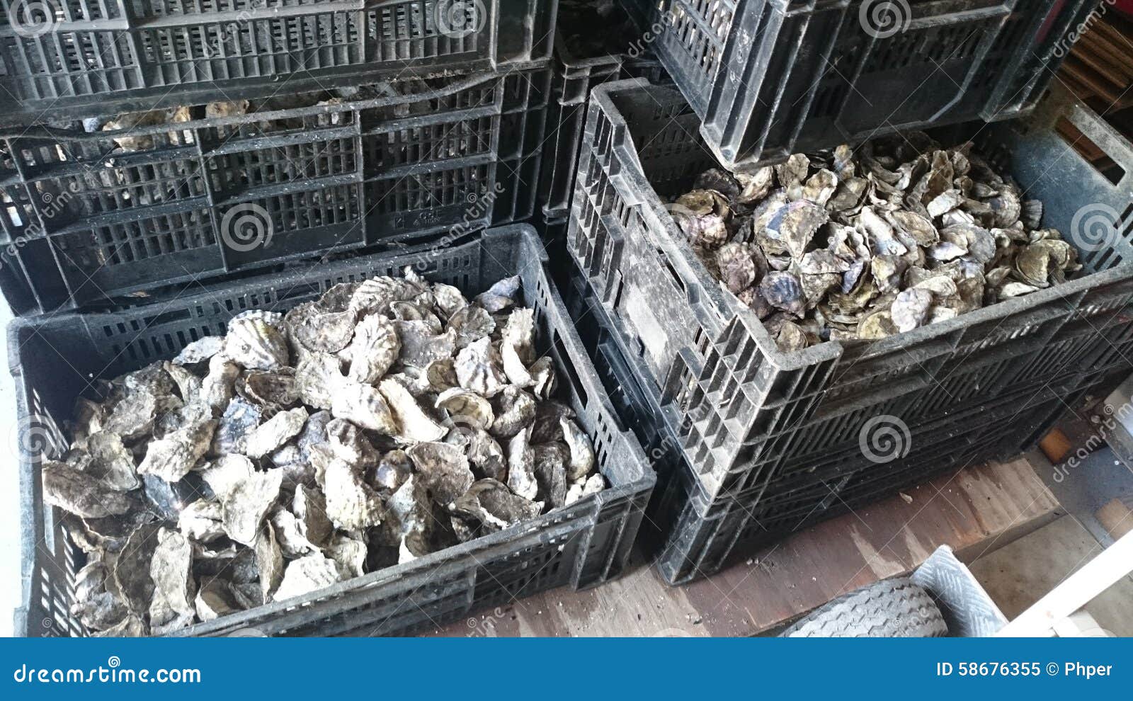 Oysters in Frames Oyster Farm Stock Image Image of australia, oyster