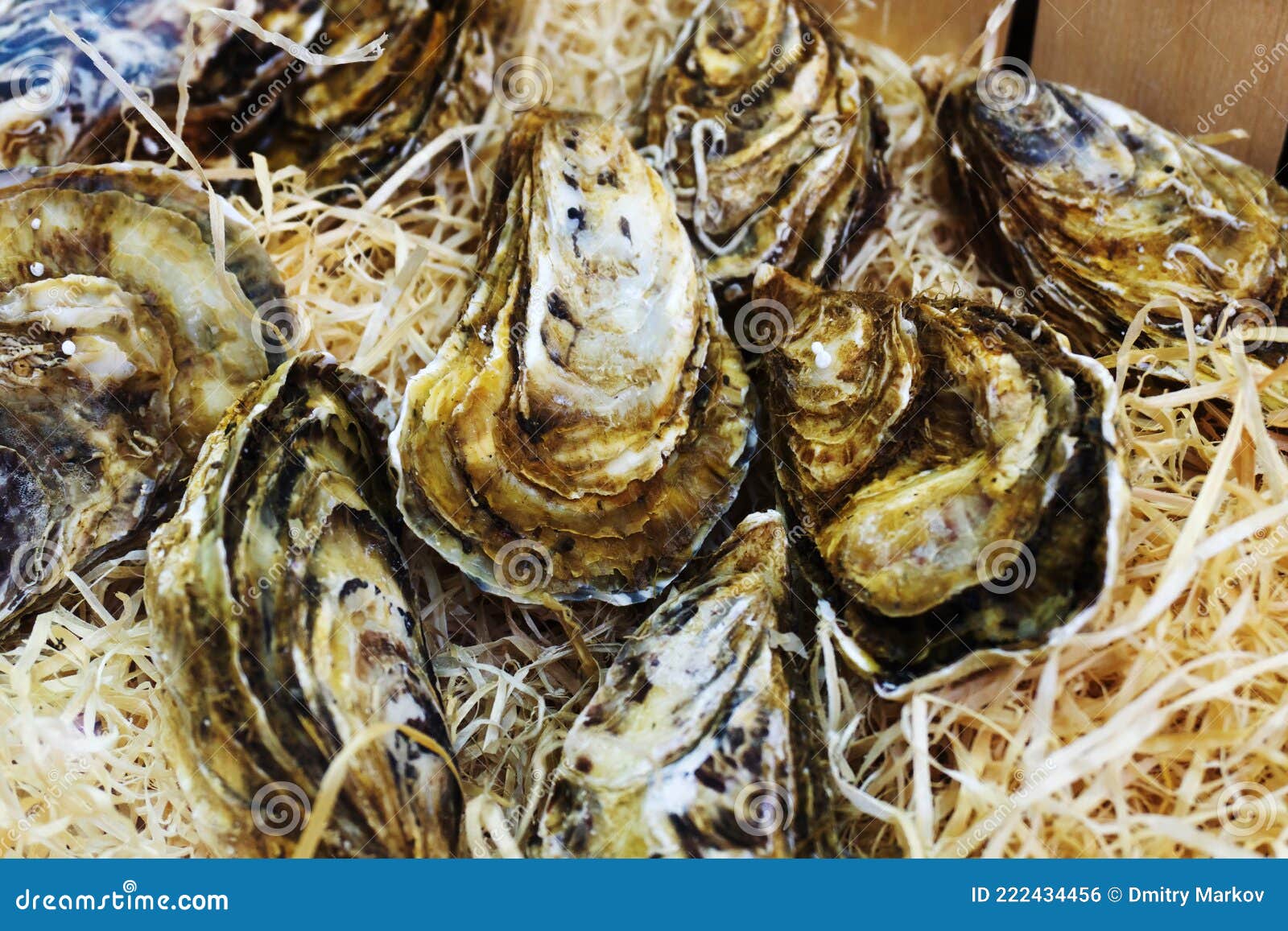 Oysters in a Shipping Container. Shellfish Export. Seafood Trade Stock