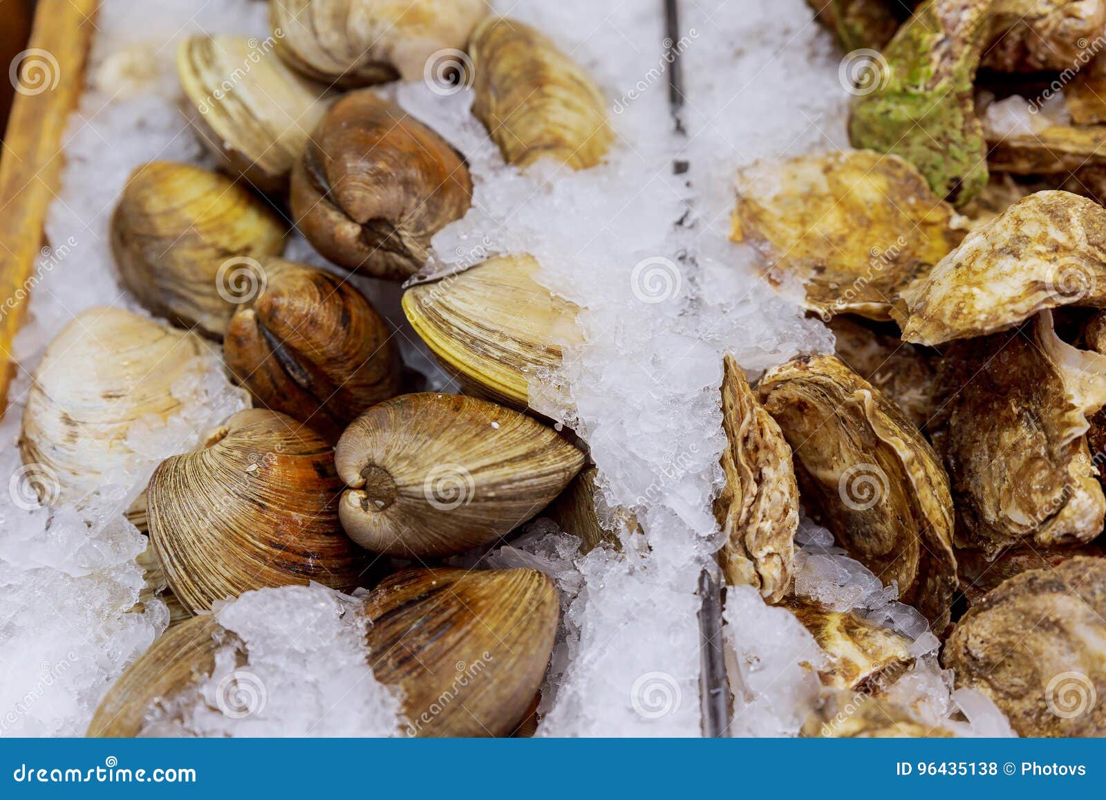 Oysters on the store shelf stock photo. Image of edible 96435138