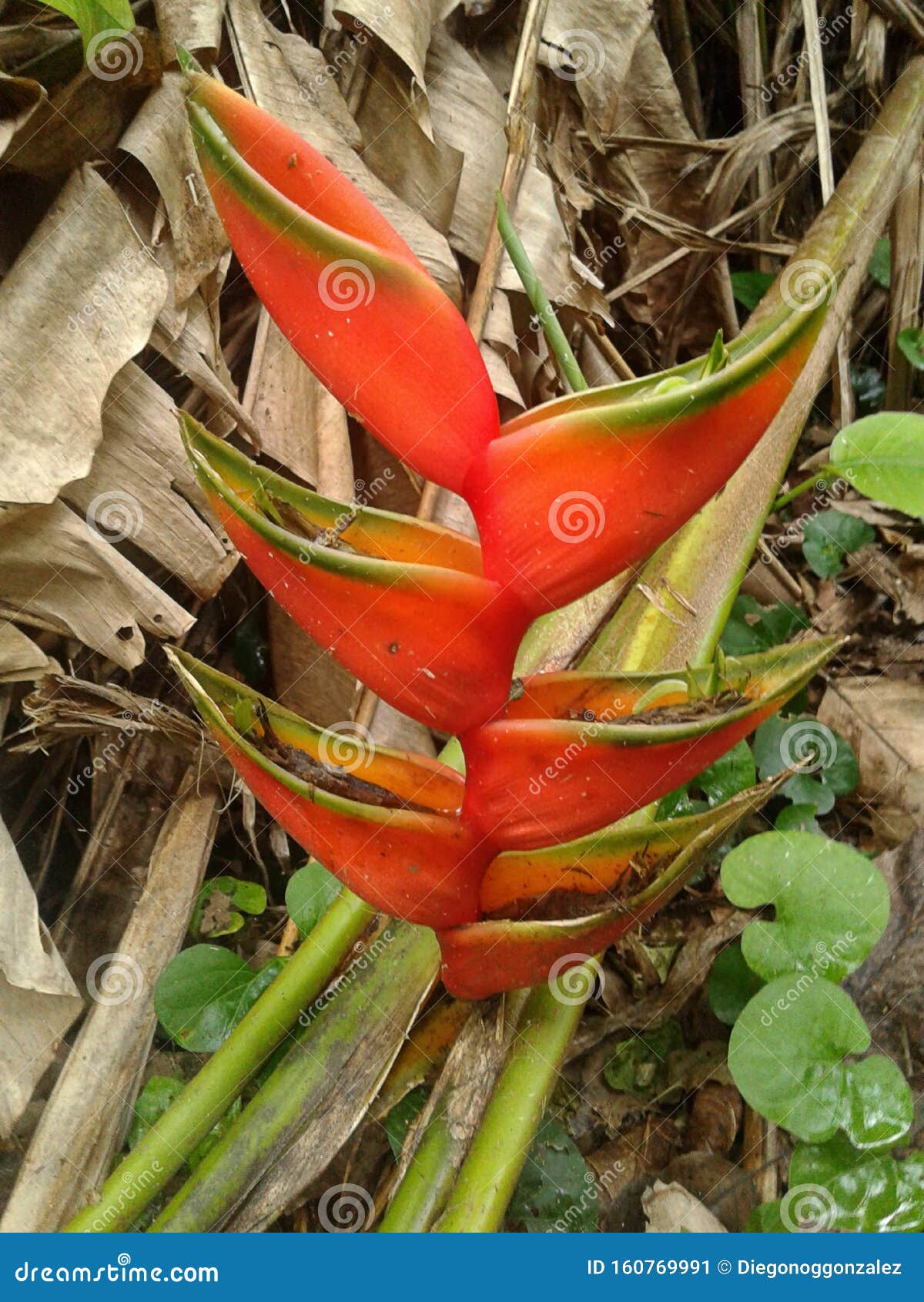 Pájaro De Flor De Paraíso - Plantas - Naturaleza - Jardín Imagen de archivo  - Imagen de cuadro, avenida: 160769991