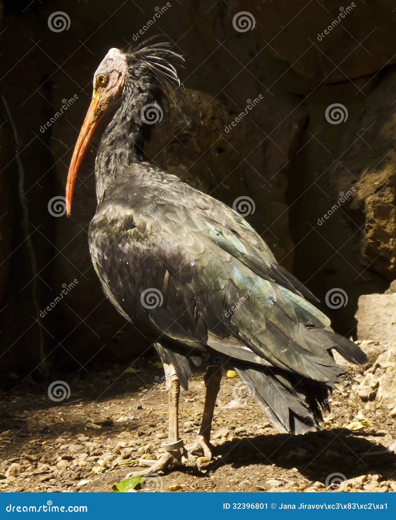 Ordenado Subir pronóstico 4,313 Pájaro Negro Con El Pico Largo Fotos de stock - Fotos libres de  regalías de Dreamstime