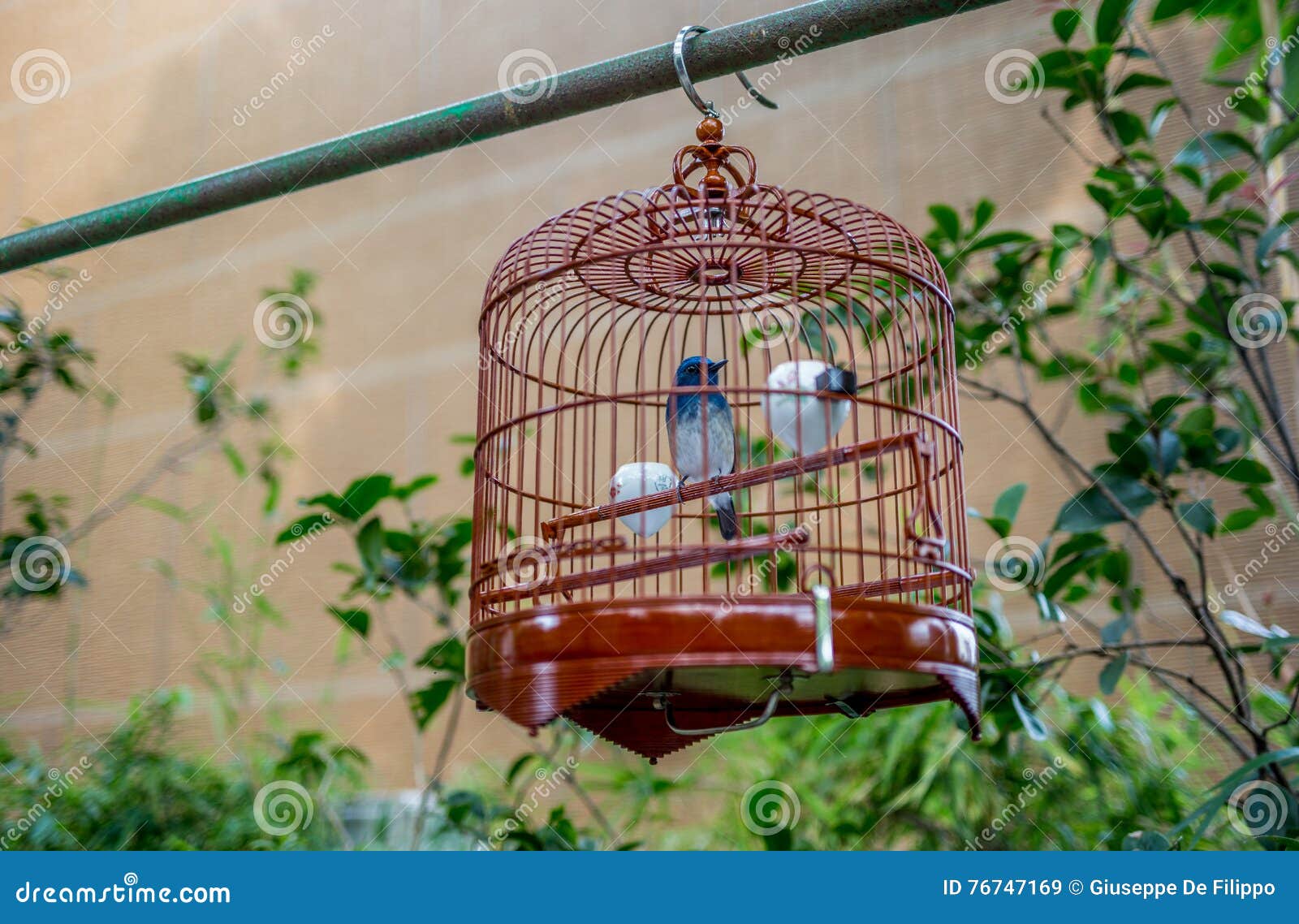 Rodeo Encadenar defensa Pájaros En Las Jaulas Que Cuelgan En El Jardín -12 Del Pájaro Imagen de  archivo - Imagen de venta, cultura: 76747169