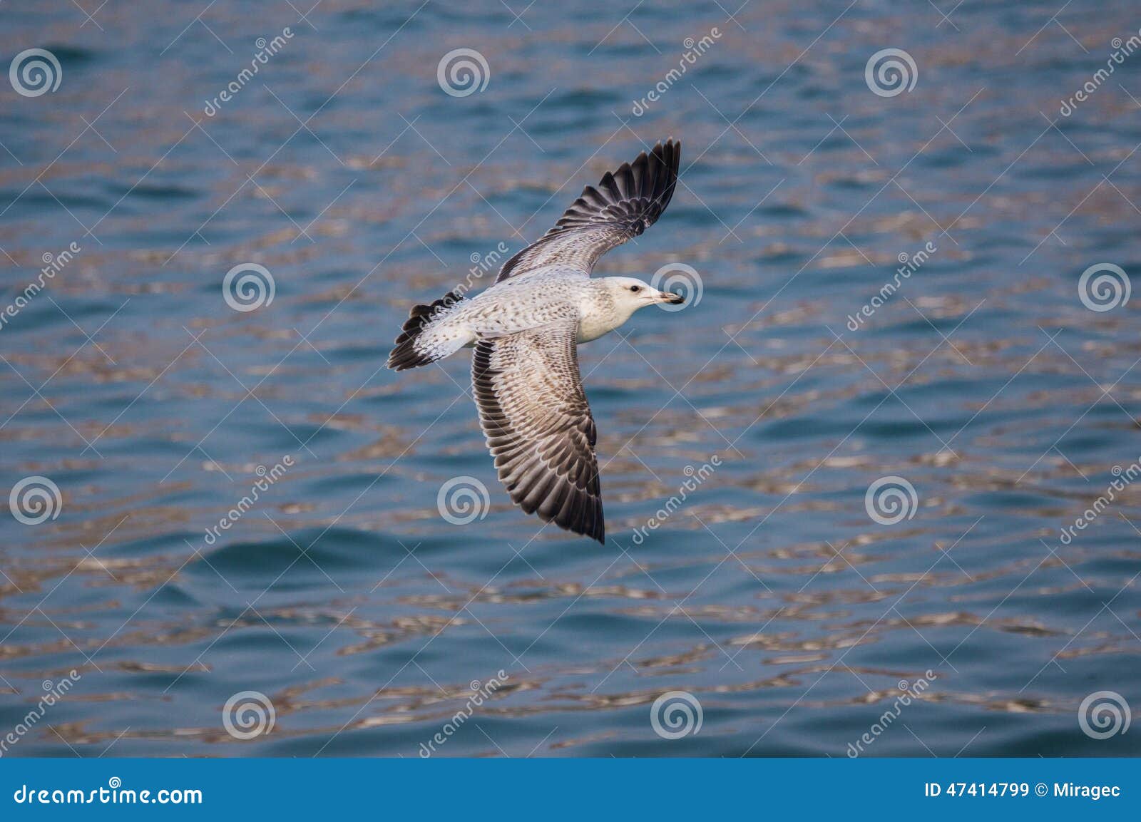 Gaivota a voar sobre o mar imagem de stock. Imagem de céu - 47414799, image size:1600x1153