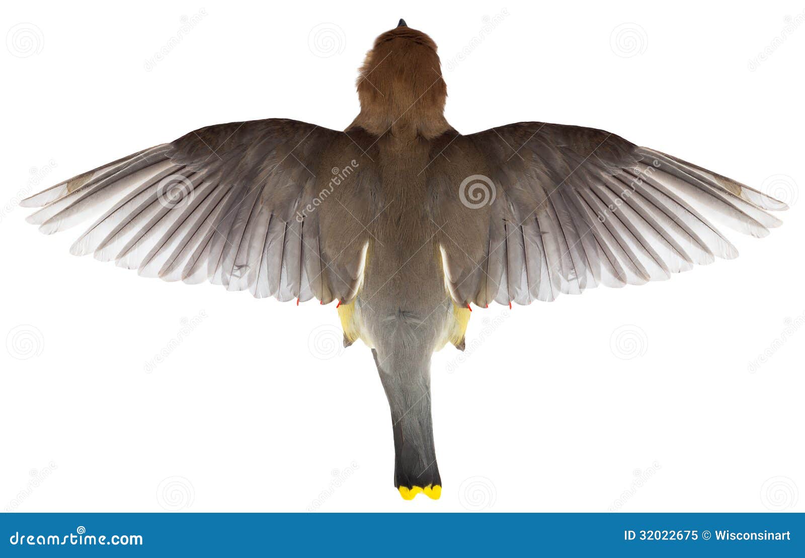Pássaro Em Voo, Vista Superior Do Voo, Asas Imagem de Stock - Imagem de  moscas, pena: 32022675, image size:1600x1109