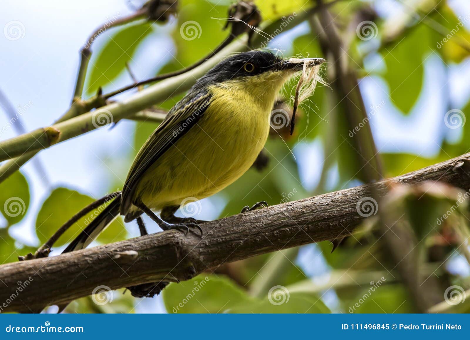 Featured image of post Passarinho Amarelo E Preto Pequeno um pequeno p ssaro coereba flaveola de peito amarelo dorso azul ou preto e cabe a com duas listras brancas