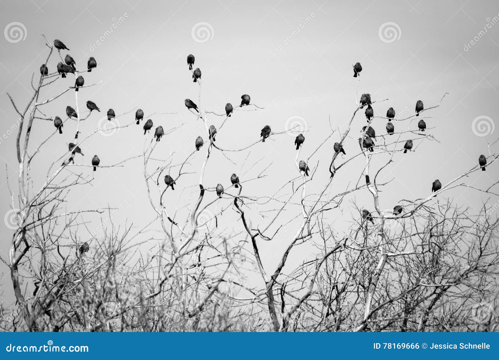 Featured image of post Imagens De Passarinhos Preto E Branco / A pngtree oferece mais de frango a passarinho imagens png e vetoriais, assim como imagens de clipart transparentes e arquivos psd.