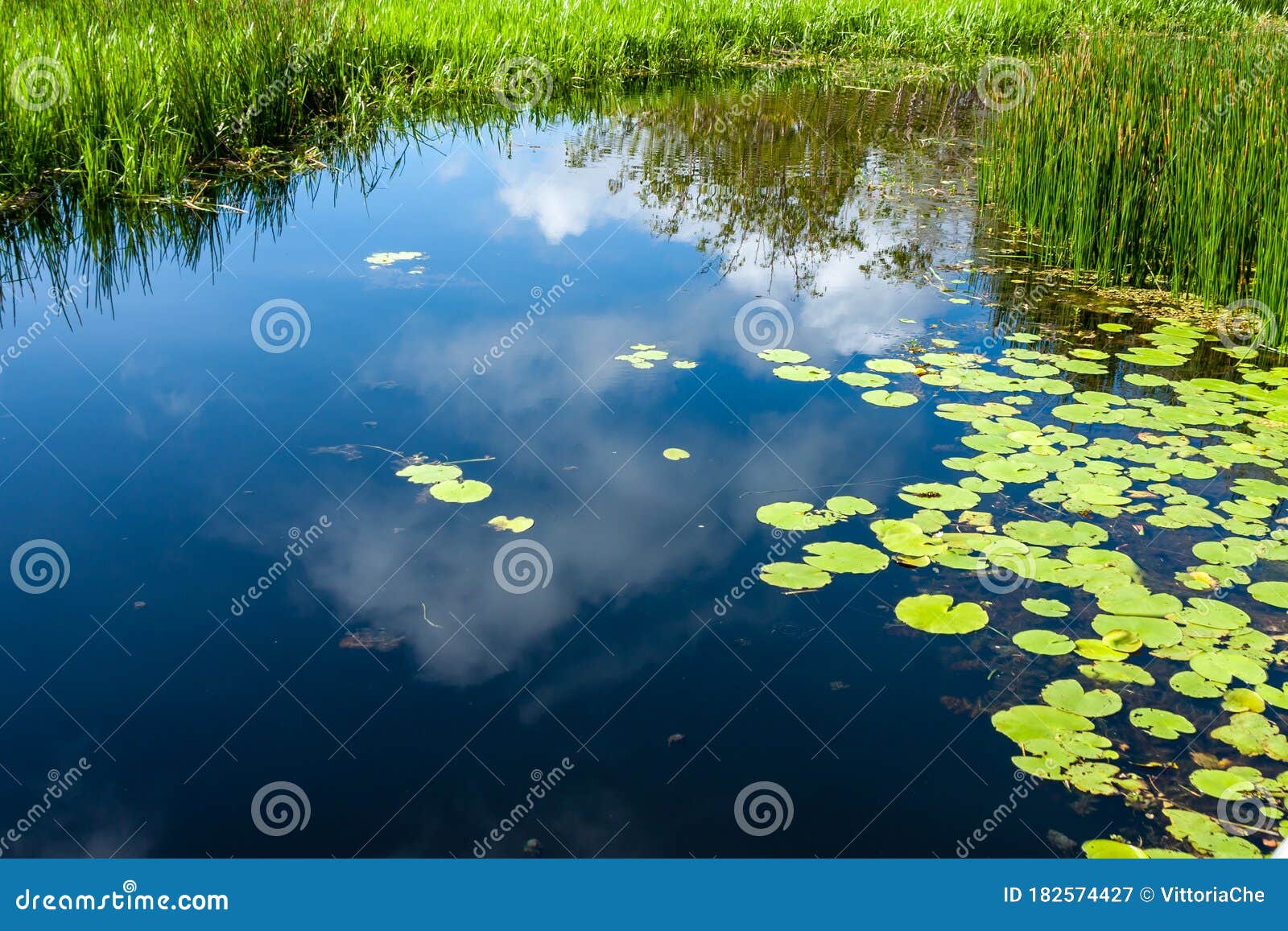 Pântano Com água E Areia Movediça Imagem de Stock - Imagem de lago