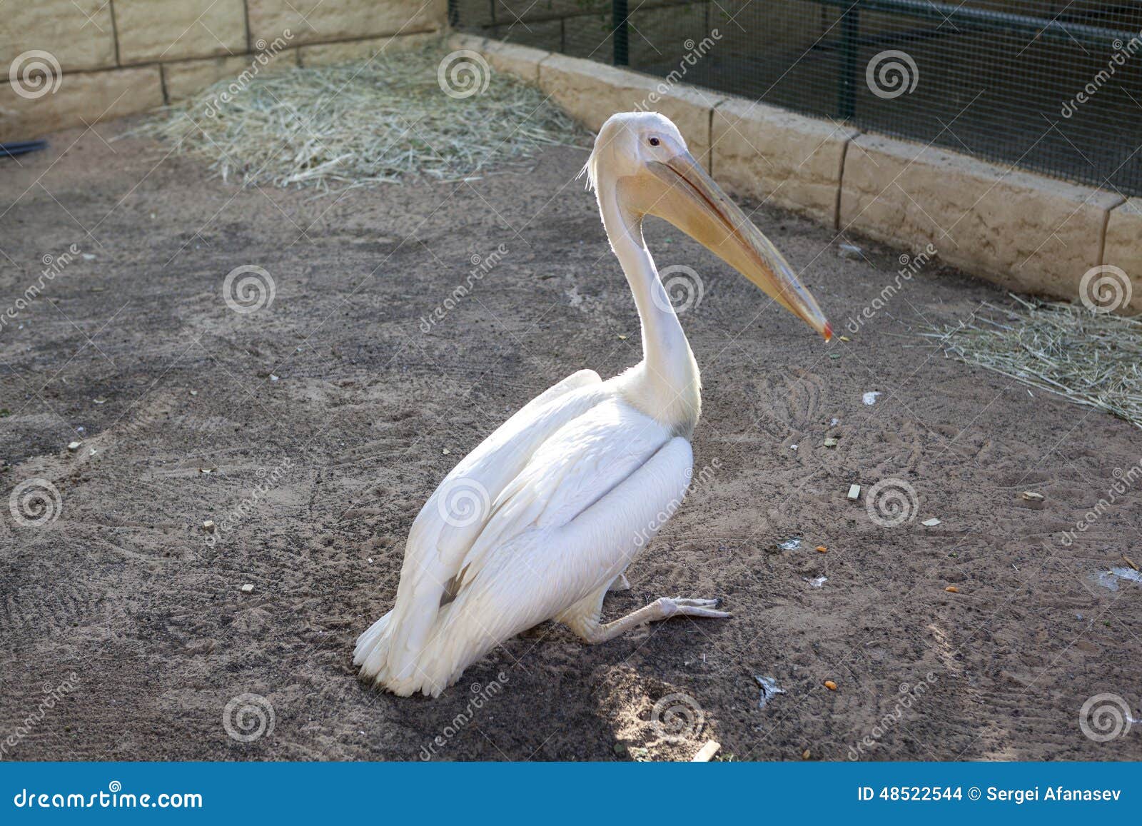 Pélican Zoo Dal Ain Labu Dhabi émirats Arabes Unis Photo