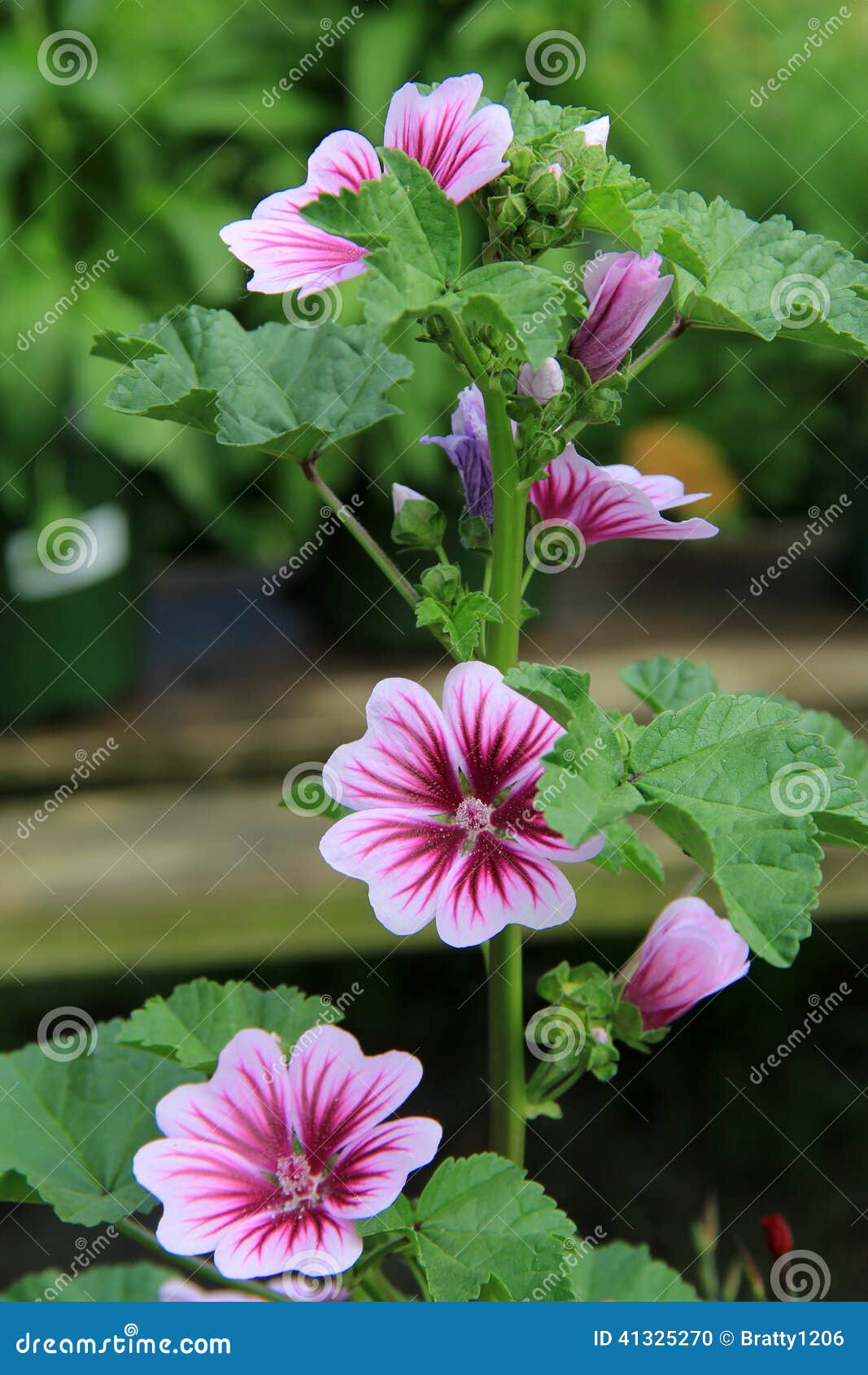 Pétalas Bonitas Da Planta Da Malva Rosa Foto de Stock - Imagem de tampa,  detalhes: 41325270