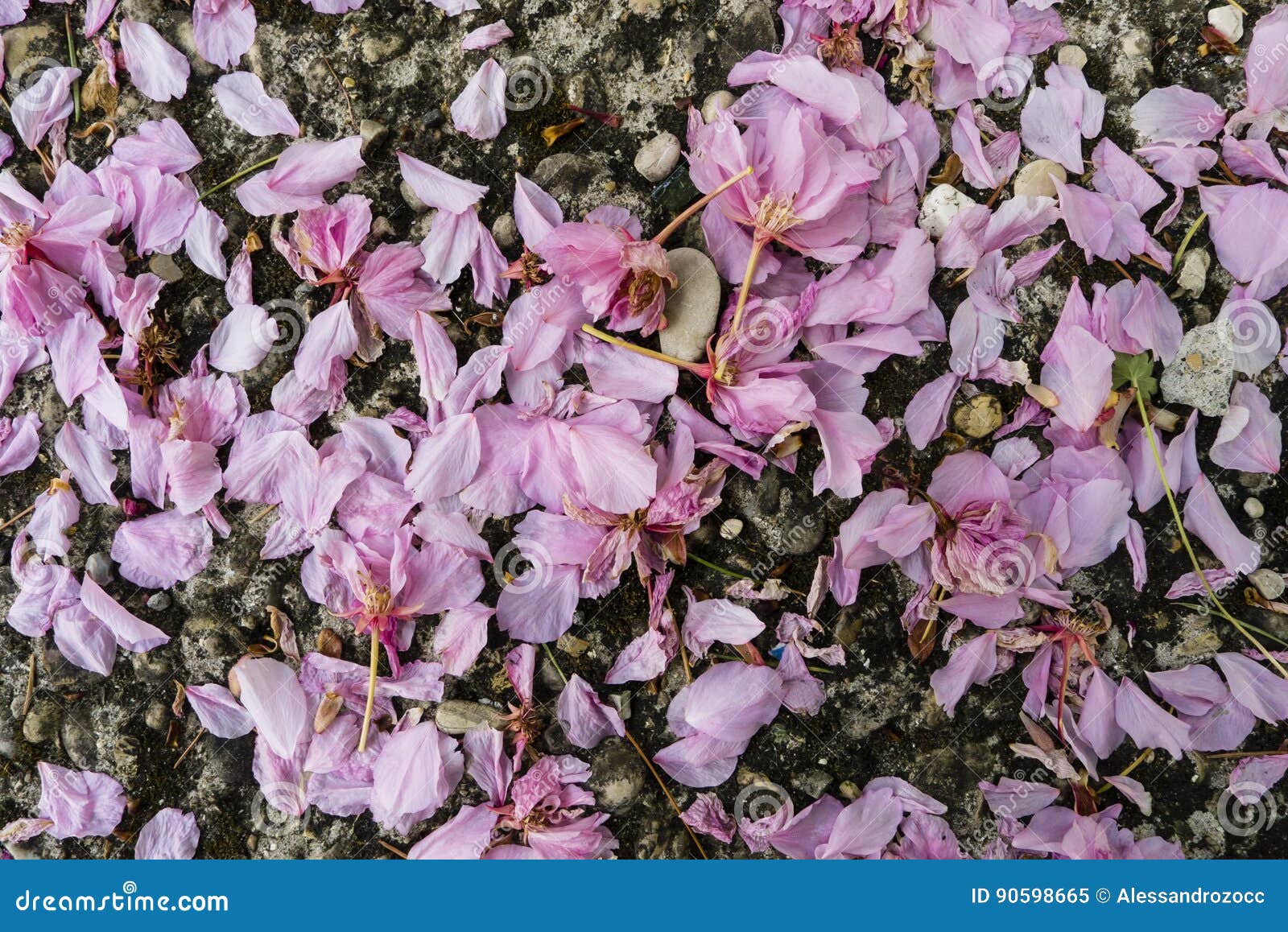 Pétalas Cor-de-rosa Caídas Da árvore Da Flor De Cerejeira Imagem de Stock -  Imagem de flor, terra: 90598665