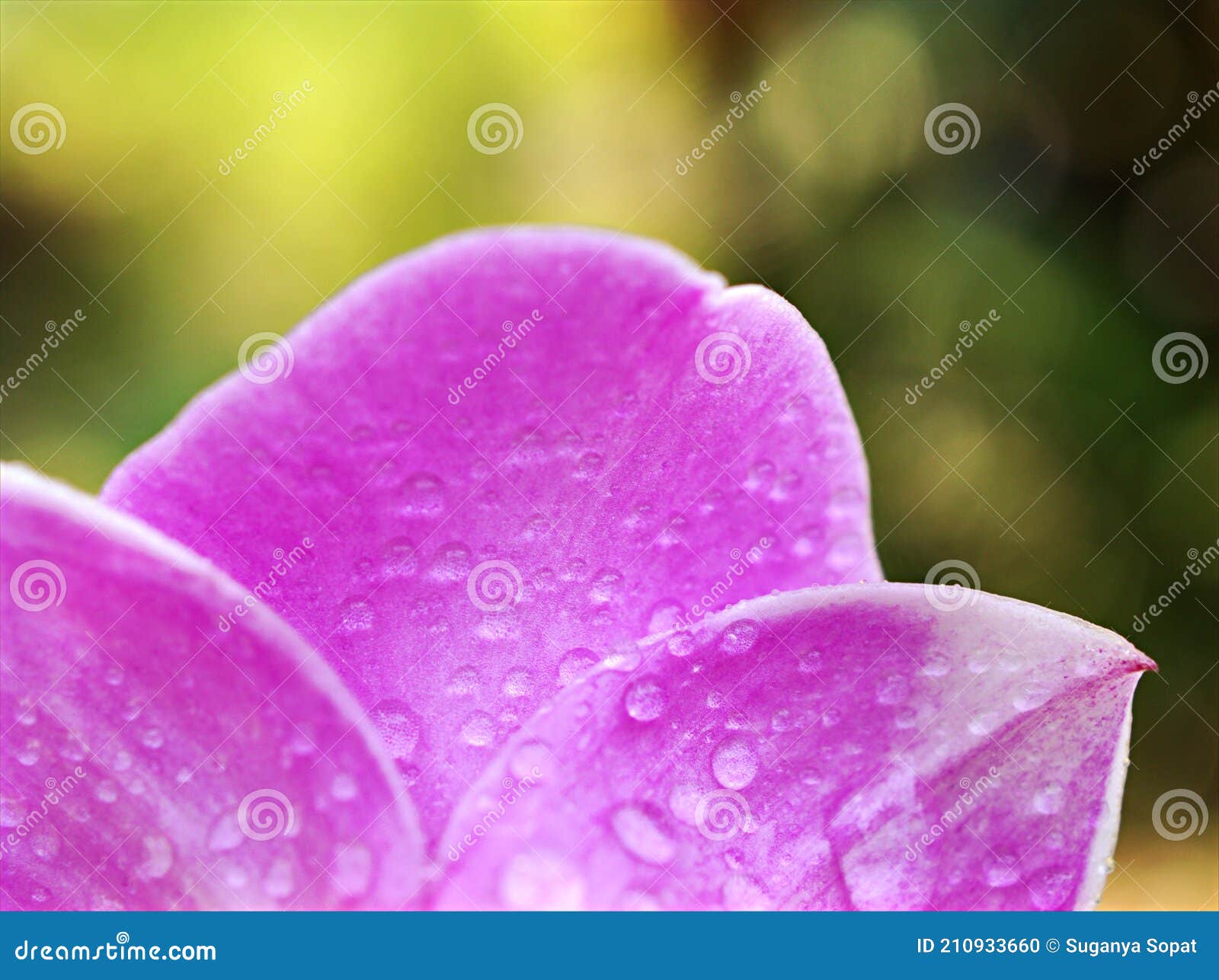 Pétalas Roxas De Orquídea Turvas Floridas Com Gotas De água Na Flora Do  Jardim E Orquídea Macro Orquídea Orquídea Orquídea Orquíde Foto de Stock -  Imagem de mensagem, relaxe: 210933660