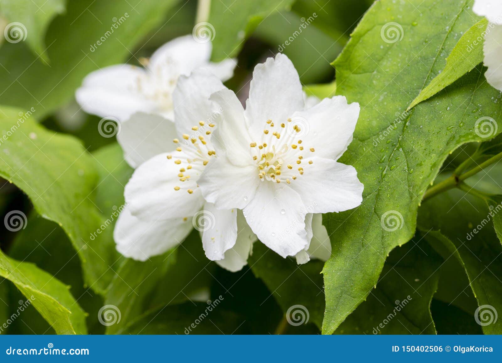 Pétales Blancs D'arbuste De Floraison De Coronarius De Philadelphus, Pistil  Jaune Et Stamens Cornouiller Anglais De Floraison, Be Photo stock - Image  du ornemental, pétales: 150402506