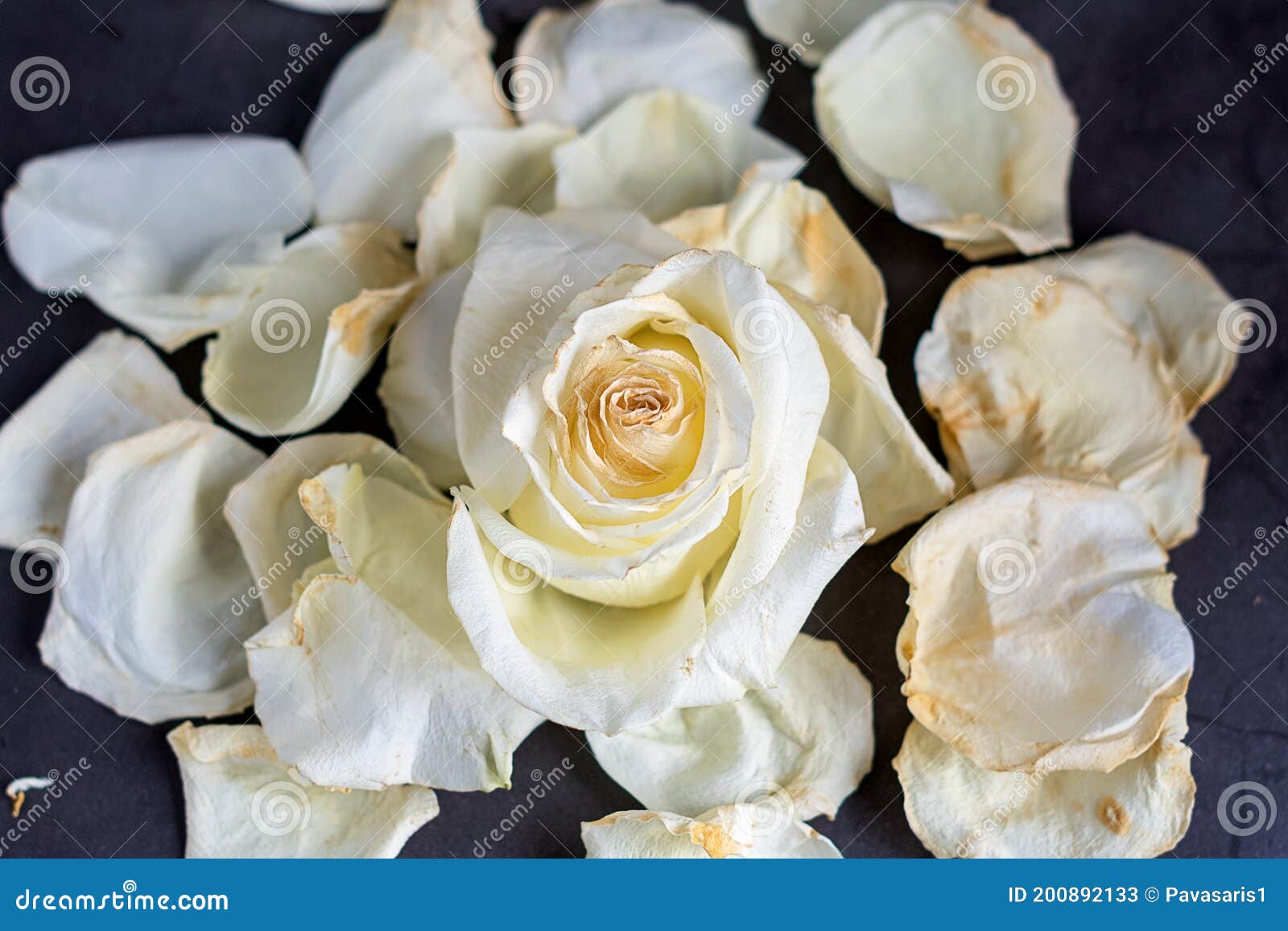 Pétales D'une Rose Blanche Sèche Sur Un Fond Gris Image stock - Image du  mariage, coloré: 200892133
