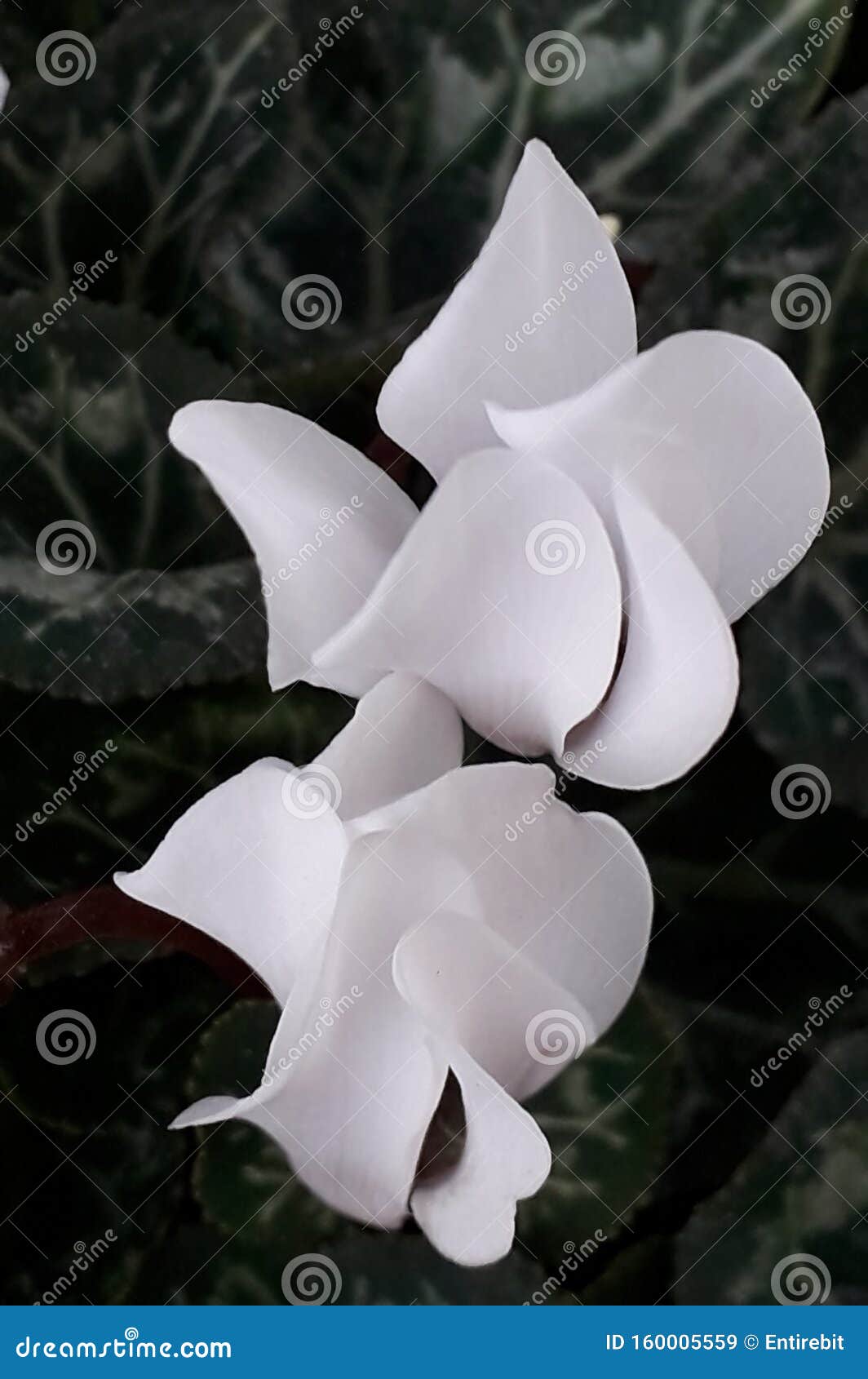 Pétales De Fleurs Blanches Et Brillantes Tourbillonnant Image stock - Image  du lumineux, pétales: 160005559