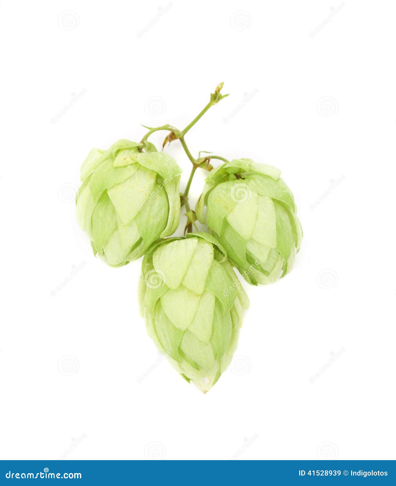 Pétales De Vert De Fleur Dhoublon Image Stock Image Du