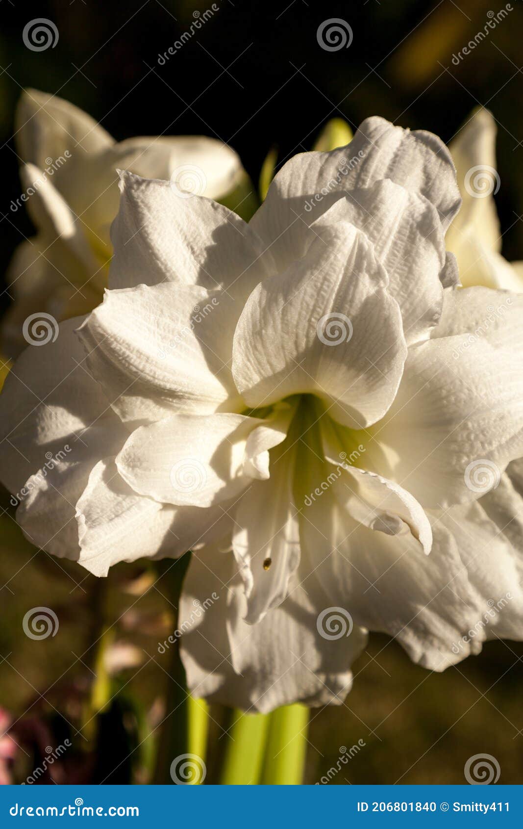Pétalos De Doble Flor Amaryllis Ninfa Blanca Hippeastrum Foto de archivo -  Imagen de navidad, flor: 206801840