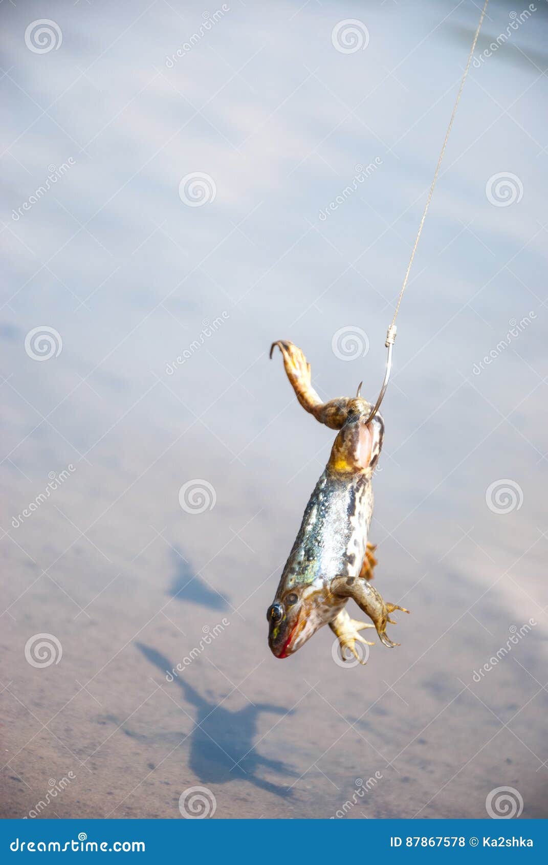 Peche Amorce Pour Le Poisson Chat Grenouille Sur Le Crochet Sur La Riviere Photo Stock Image Du Fleuve Freshwater Peche Amorce Pour Le Poisson Chat Grenouille Sur Le Crochet Sur La Riviere Photo Stock Image Du Fleuve Freshwater