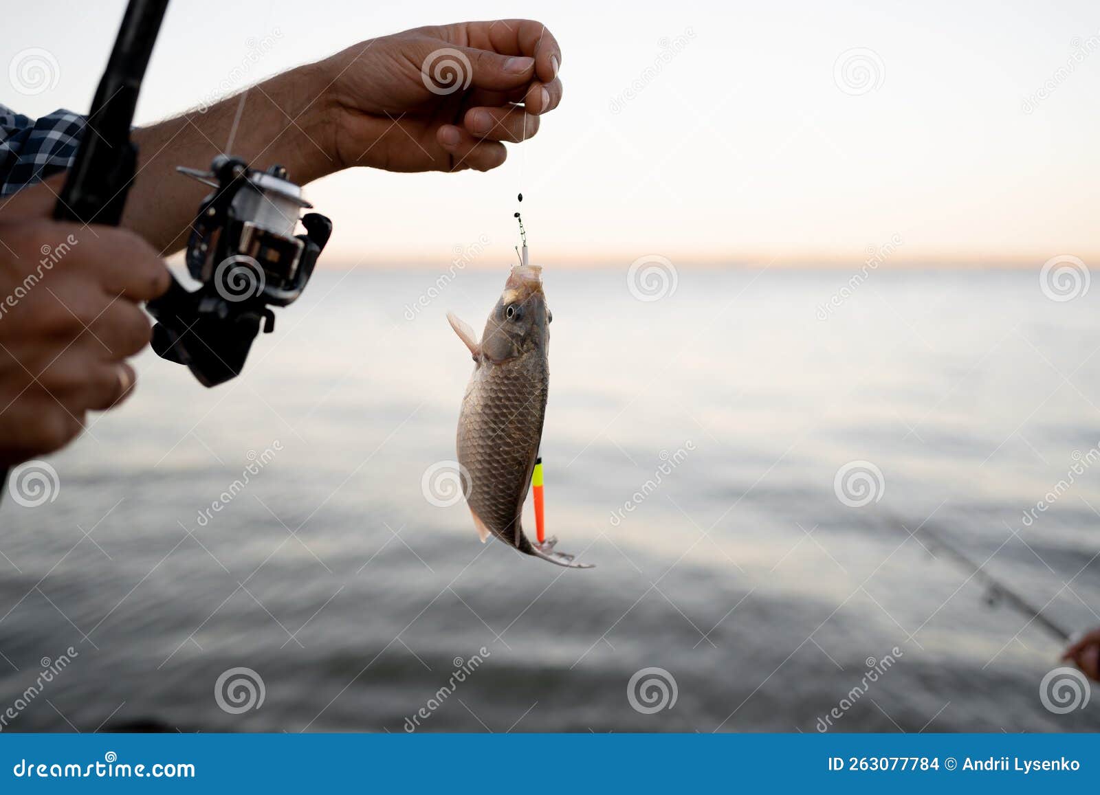 Homme Tenant Un Poisson à Truite Pêche Main De Pêcheur Tenant Une