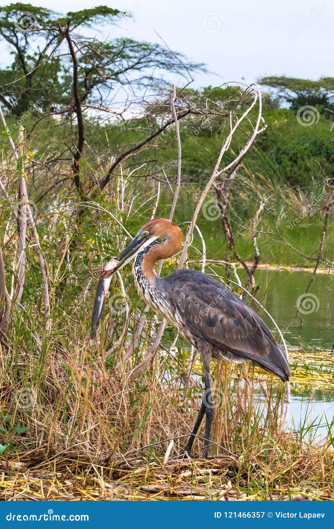 Pêche Réussie Portrait Dun Oiseau Satisfaisant Héron De