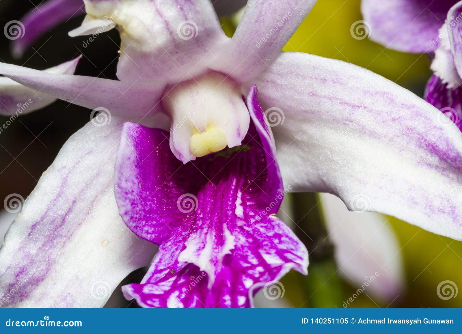 Pólen Bonito, Original, E Elegante Da Orquídea Imagem de Stock - Imagem de  fundo, naughty: 140251105