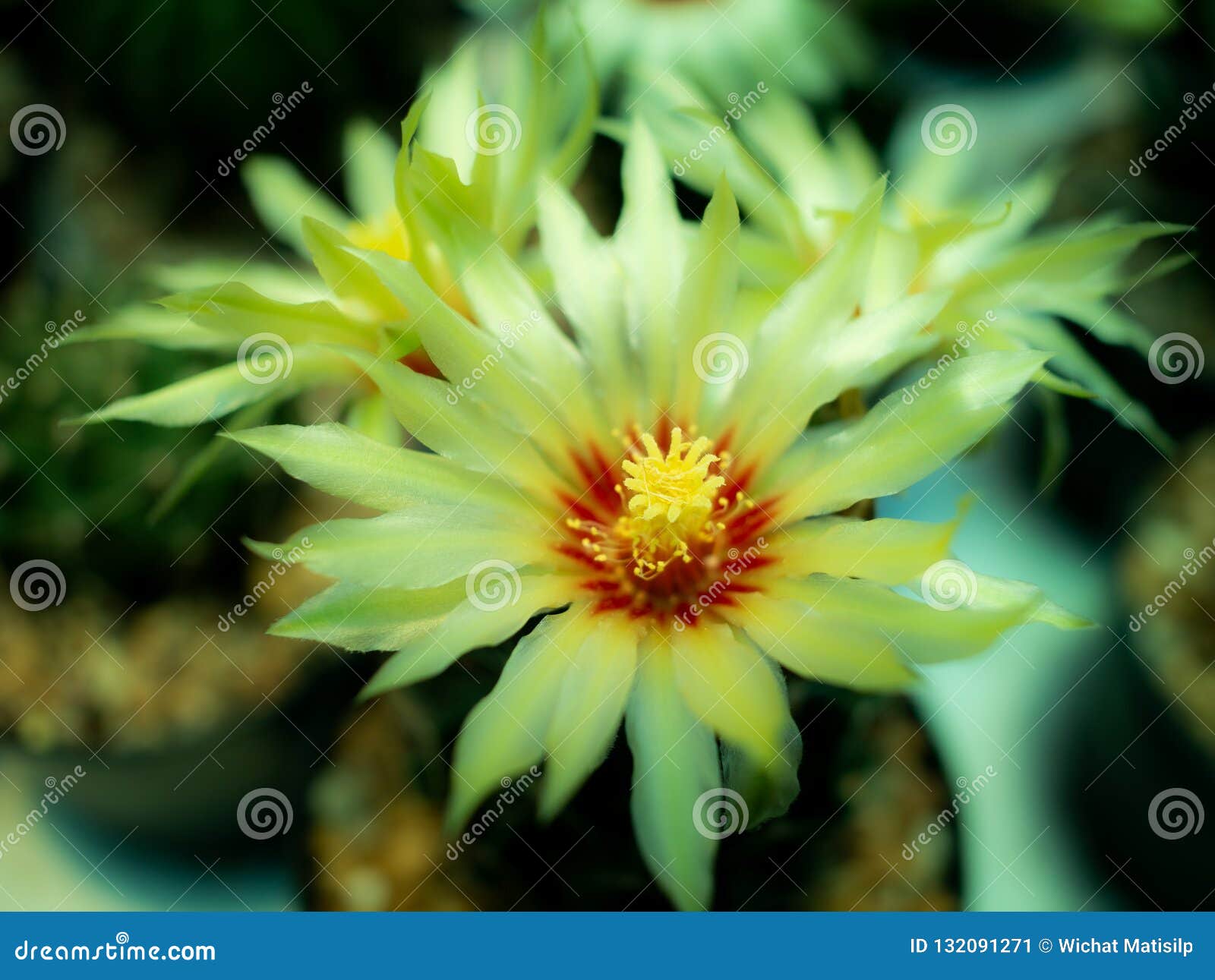 Pólen Da Florescência De Seda Amarela Da Flor Do Cacto Imagem de Stock -  Imagem de horizontal, jardim: 132091271