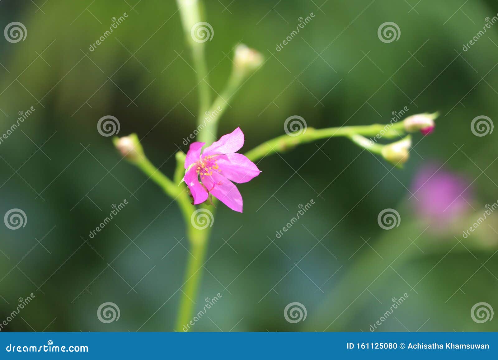 Pólen Da Mini Flor Rosa No Galho Com Fundo Natural Foto de Stock - Imagem  de jardim, flor: 161125080