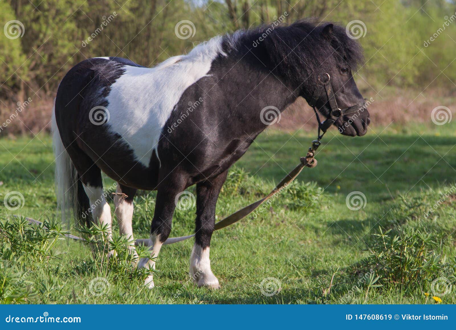 Cavalo preto comendo pastagem no curral a frente de um cavalo pardo Stock  Photo