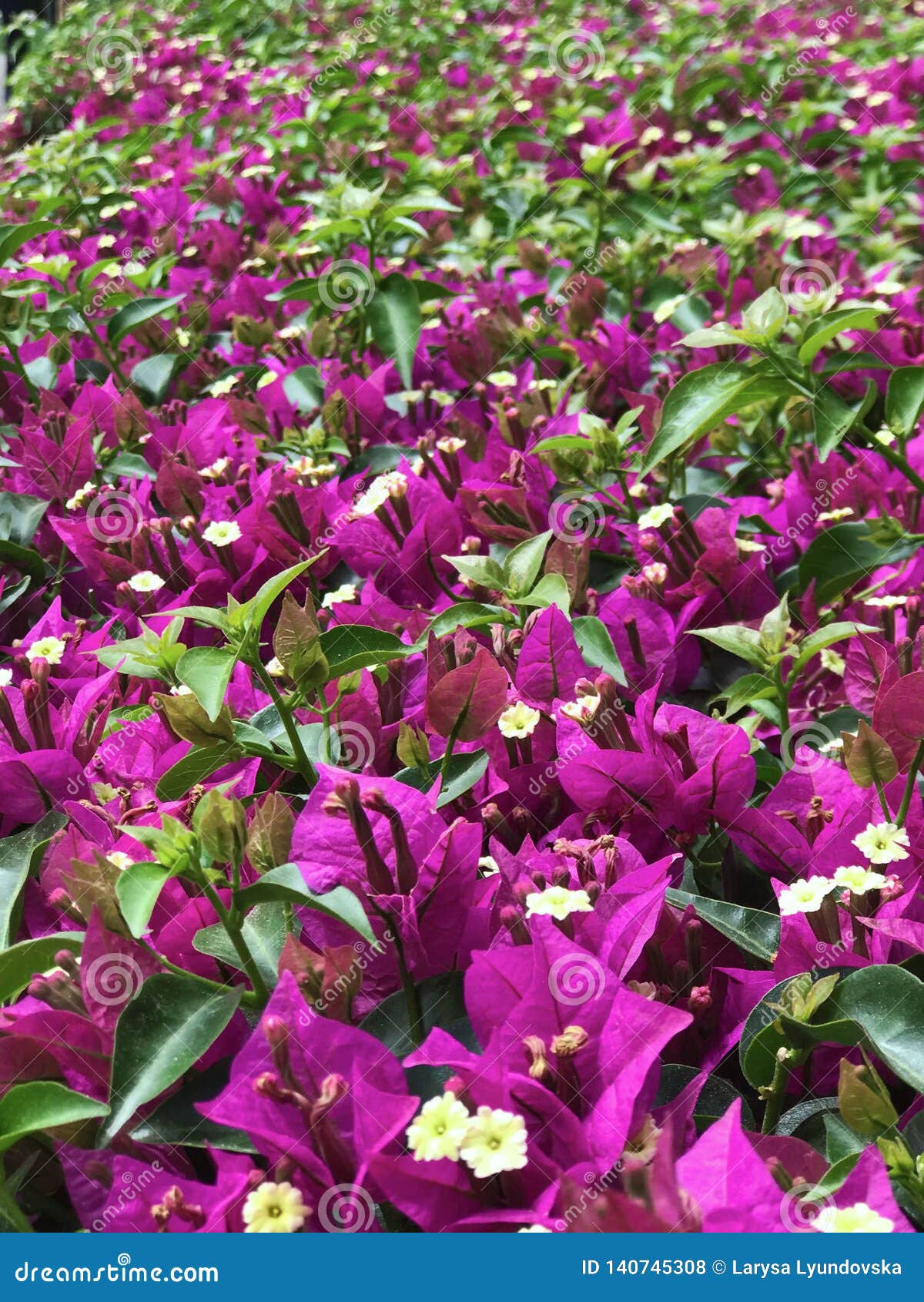 Púrpura Hermoso, Rosa Y Flores Amarillas De La Planta De La Buganvilla En  Un Fondo De Hojas Foto de archivo - Imagen de floral, verde: 140745308