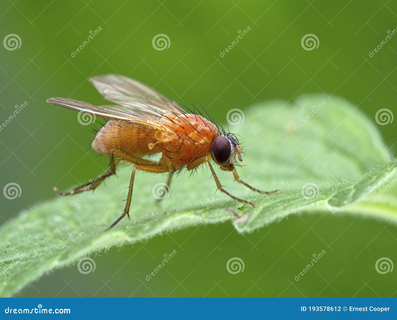 p1010034 bright orange fly, thricops diaphanu, on a green leaf, deas island, bc cecp 2020