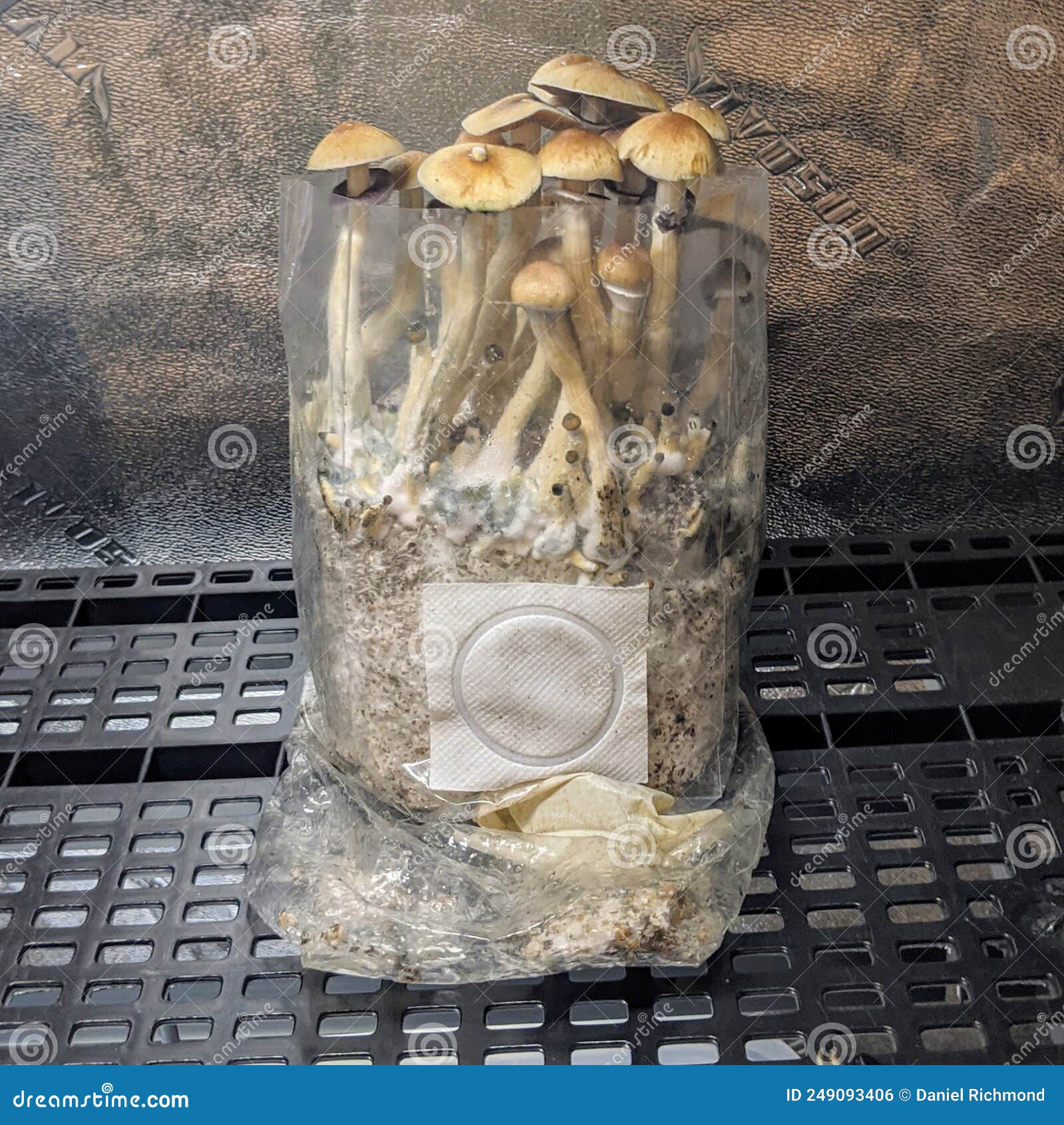 P. Champignons Cubensis Poussant Dans Un Sac Photo stock - Image du  apparence, module: 249093406