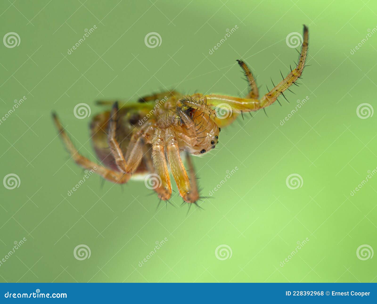 p1010082 close-up of a tiny sixspotted orbweaver spider, araniella displicata cecp 2020